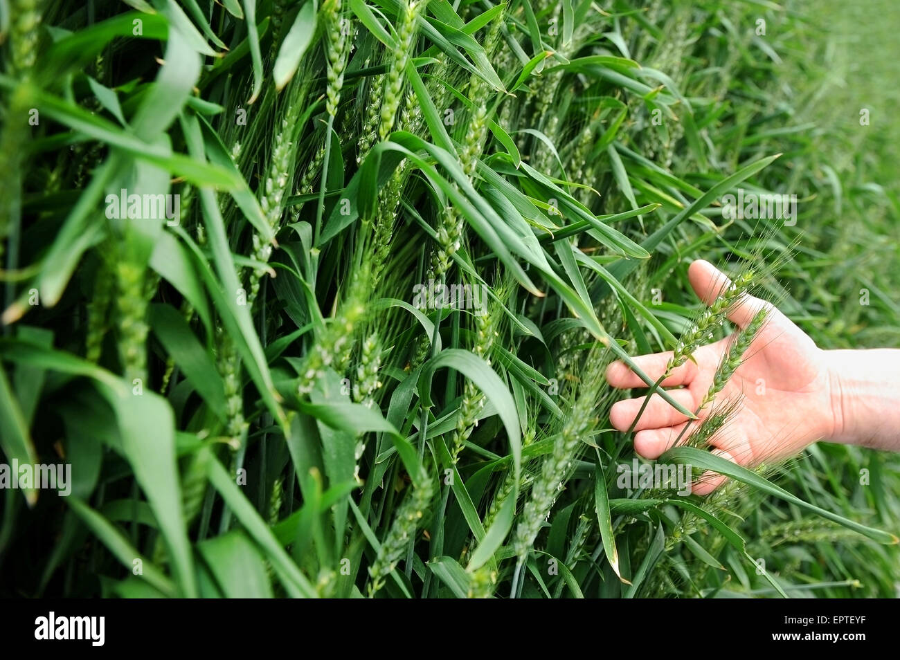 Detail shot with a man's hand holding a wheat ear in a green field Stock Photo