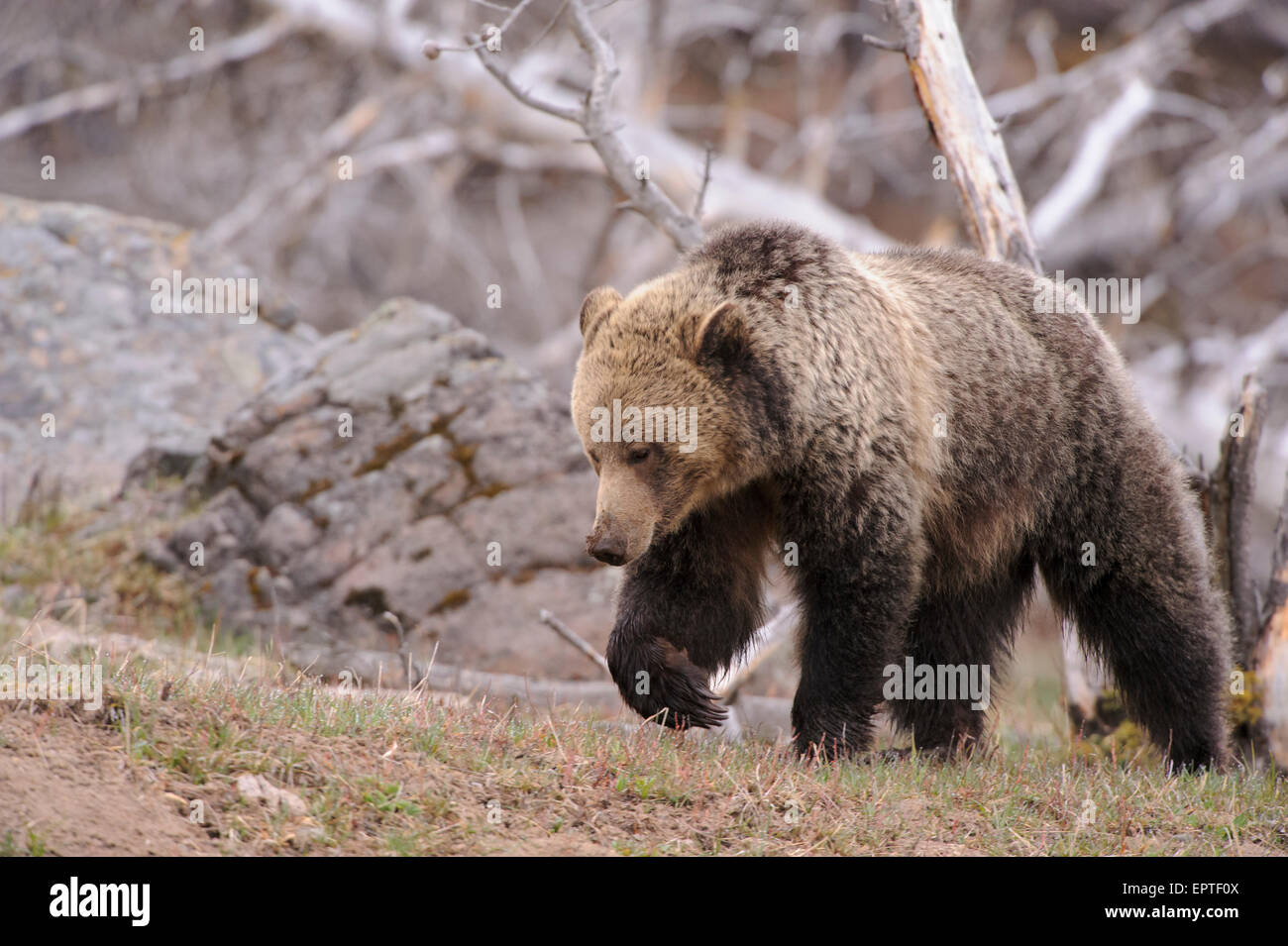 Grizzly Bear (Ursus arctos), Yellowstone National Park, Wyoming Stock Photo