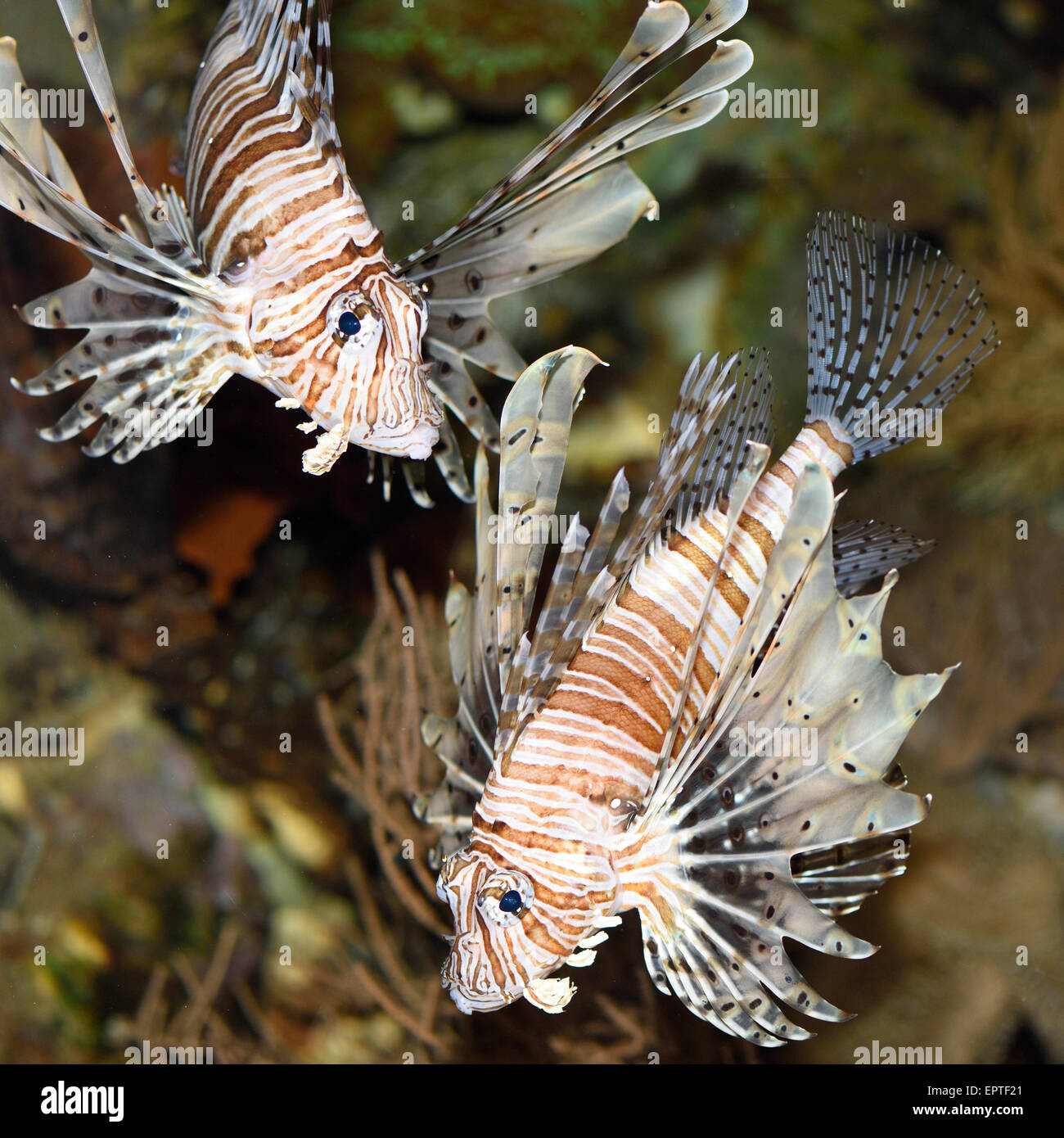 Close-up of two red lionfish (Pterois volitans) in an aquarium, Germany Stock Photo