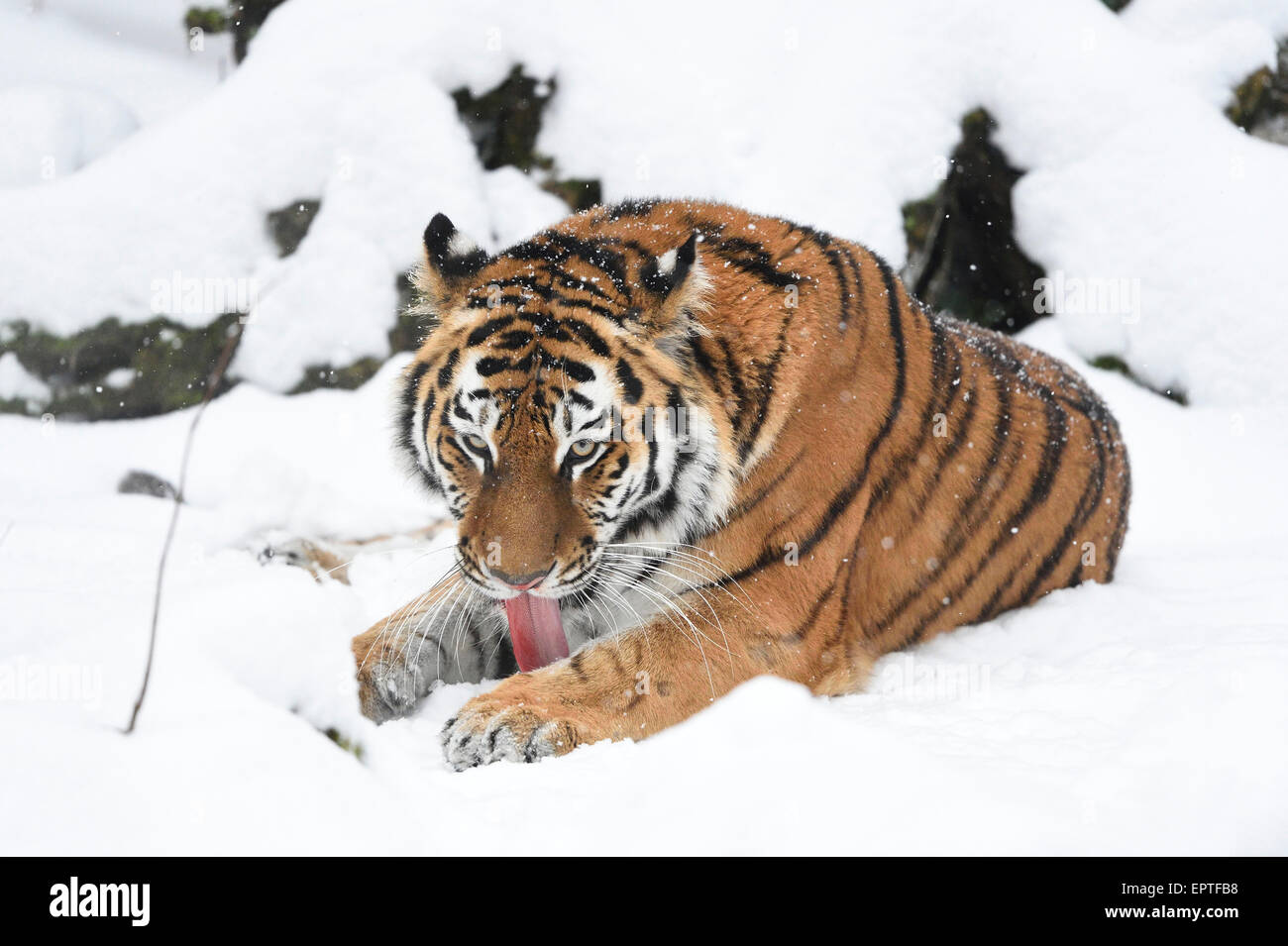 Portrait of Siberian Tiger (Panthera tigris altaica) in Winter, Germany Stock Photo