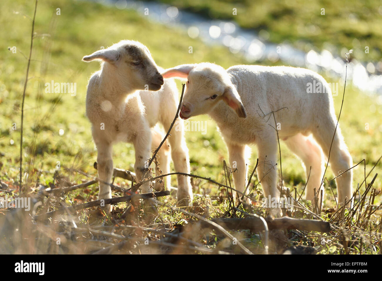 Portrait of Two Lambs (Ovis orientalis aries) on Meadow in Spring, Upper Palatinate, Bavaria, Germany Stock Photo