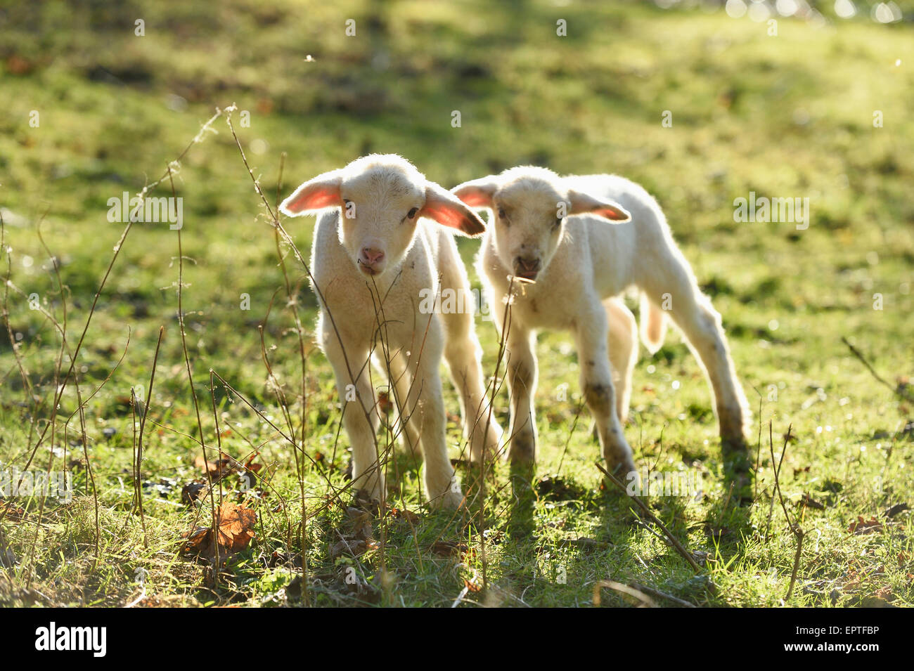 Portrait of Two Lambs (Ovis orientalis aries) on Meadow in Spring, Upper Palatinate, Bavaria, Germany Stock Photo
