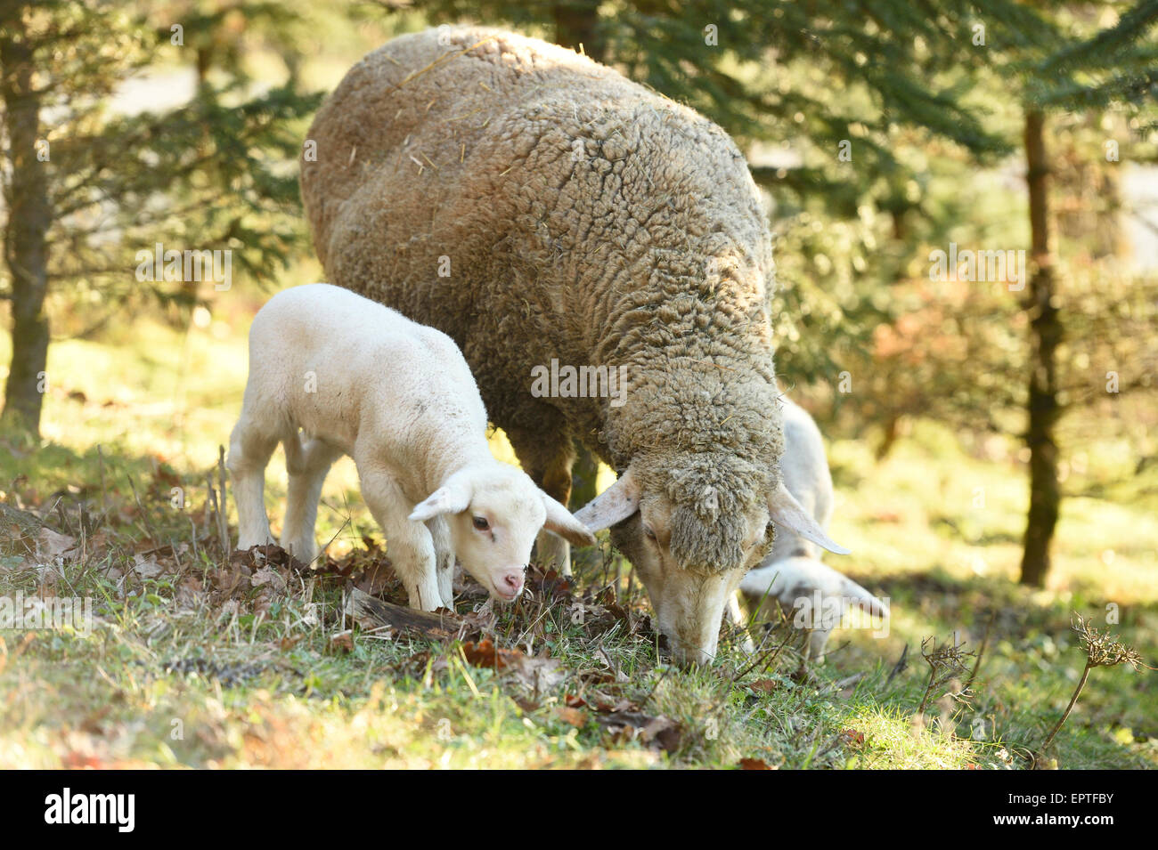 Portrait of Ewe (Ovis orientalis aries) with Lambs on Meadow in Spring, Upper Palatinate, Bavaria, Germany Stock Photo