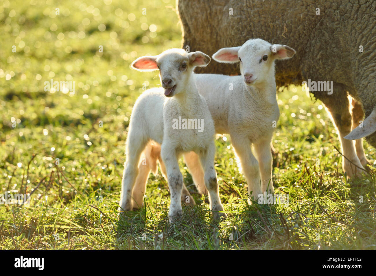 Spring Lambs Images High Resolution Stock Photography and Images - Alamy