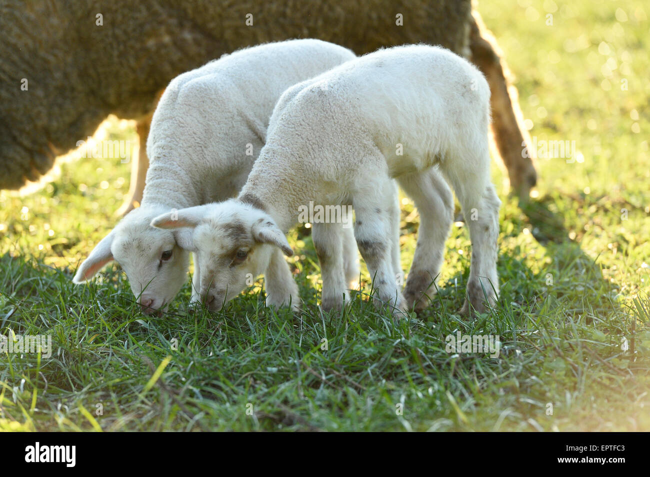 Portrait of Lambs (Ovis orientalis aries) on Meadow in Spring, Upper Palatinate, Bavaria, Germany Stock Photo