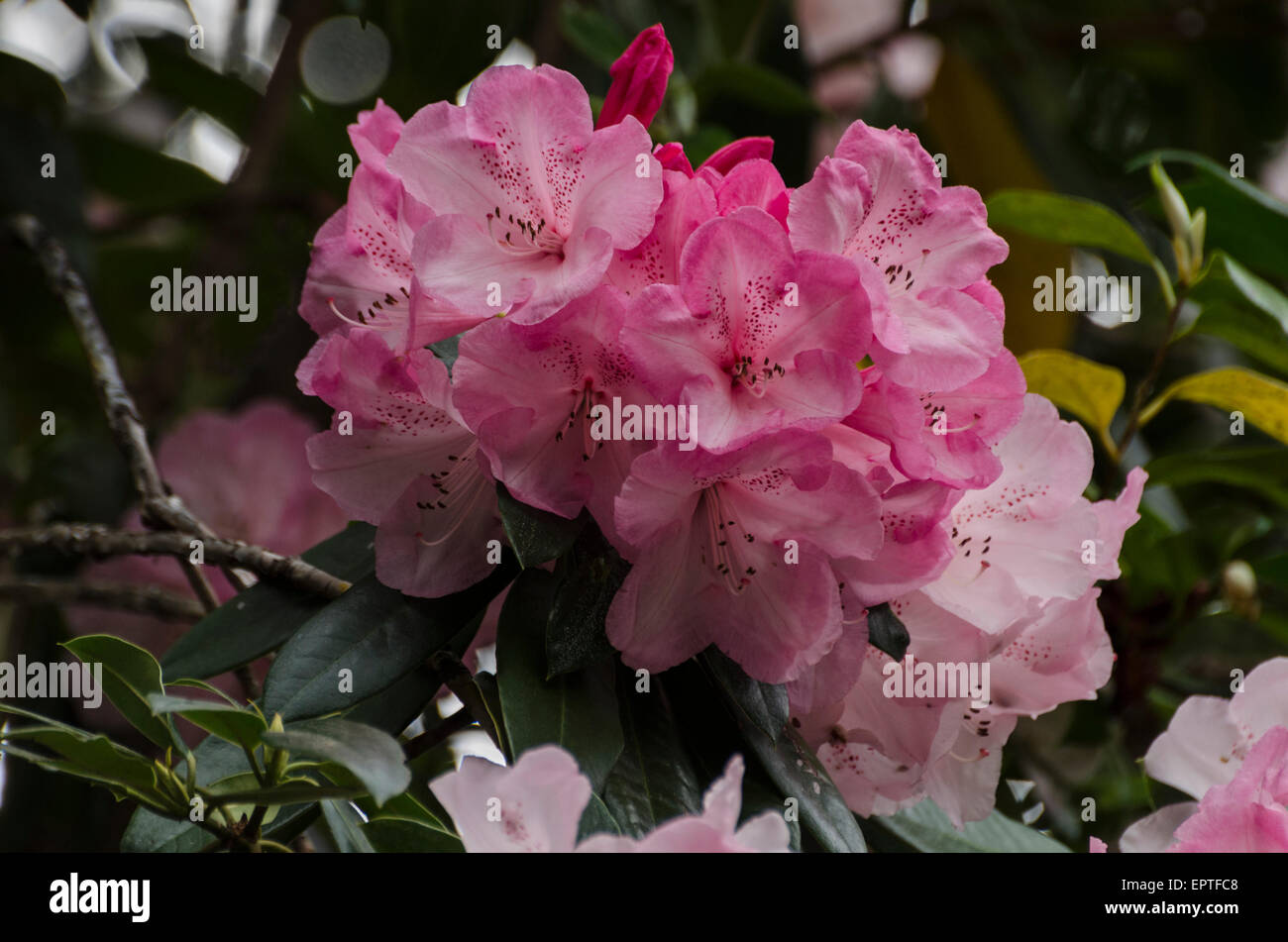 The early spring bloom of an evergreen Rhododendron, Sierra foothills of Northern California.. Stock Photo