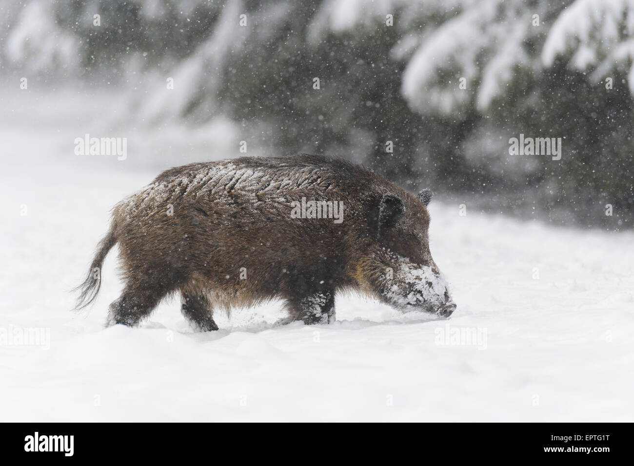 Wild Boar (Sus scrofa) Tusker, Spessart, Bavaria, Germany Stock Photo