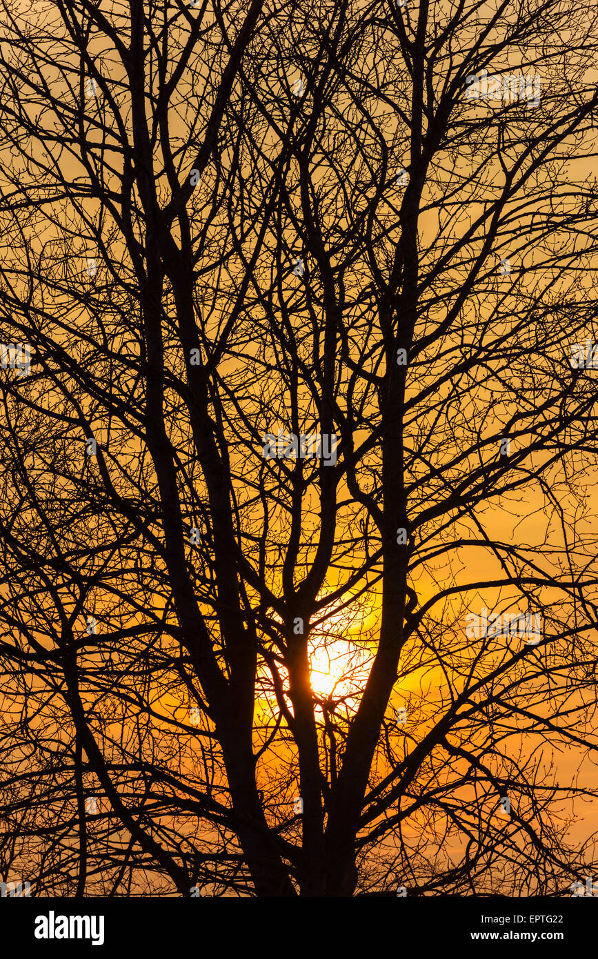 Sunset through Tree Branches, Hesse, Germany Stock Photo