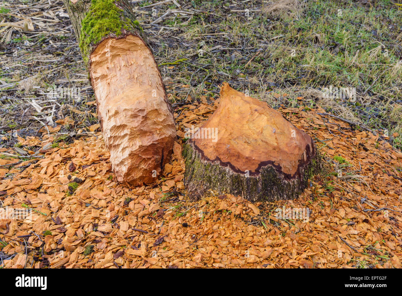 German Beaver High Resolution Stock Photography and Images - Alamy