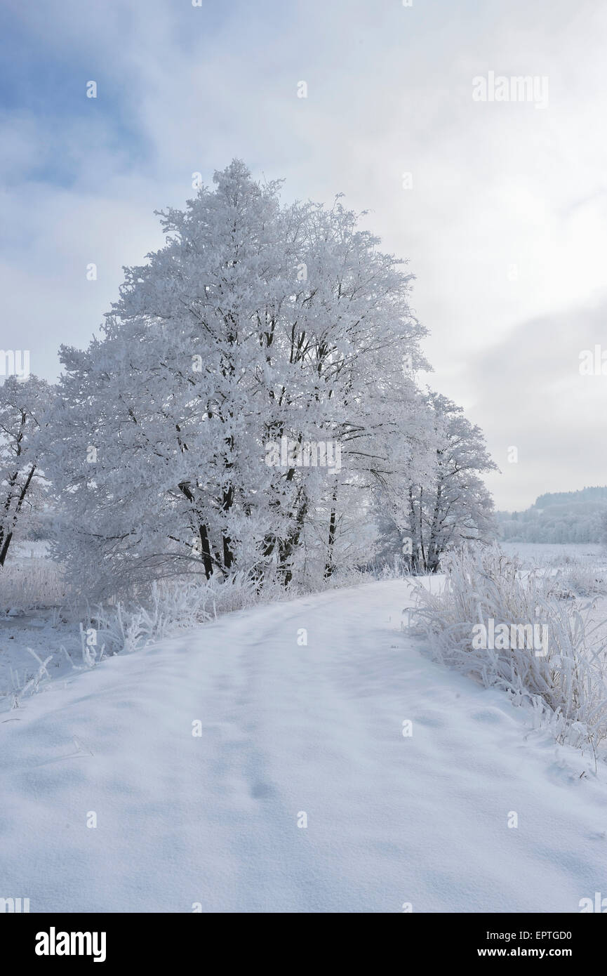 Landscape with Snowy Path beside Frozen Common Alder (Alnus glutinosa) Trees in Winter, Upper Palatinate, Bavaria, Germany Stock Photo