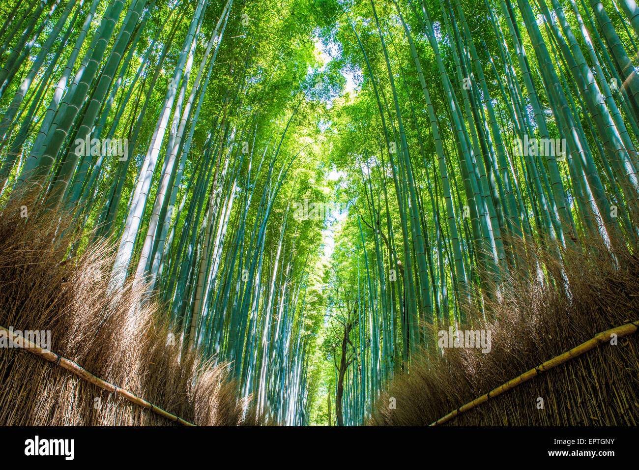 Arashiyama Bamboo Grove in Kyoto,Japan (no people) Stock Photo