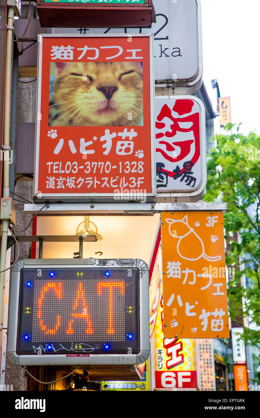 Cat cafe in Tokyo Stock Photo