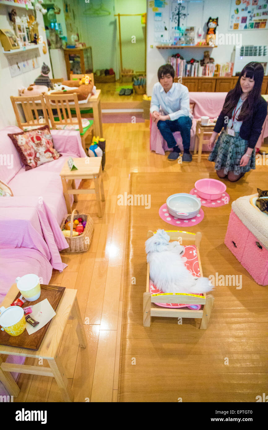 Cat cafe in Tokyo with people Stock Photo