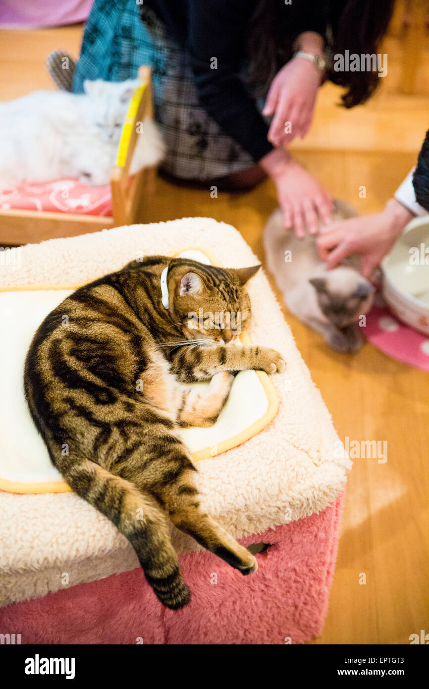 Cat cafe in Tokyo with people Stock Photo