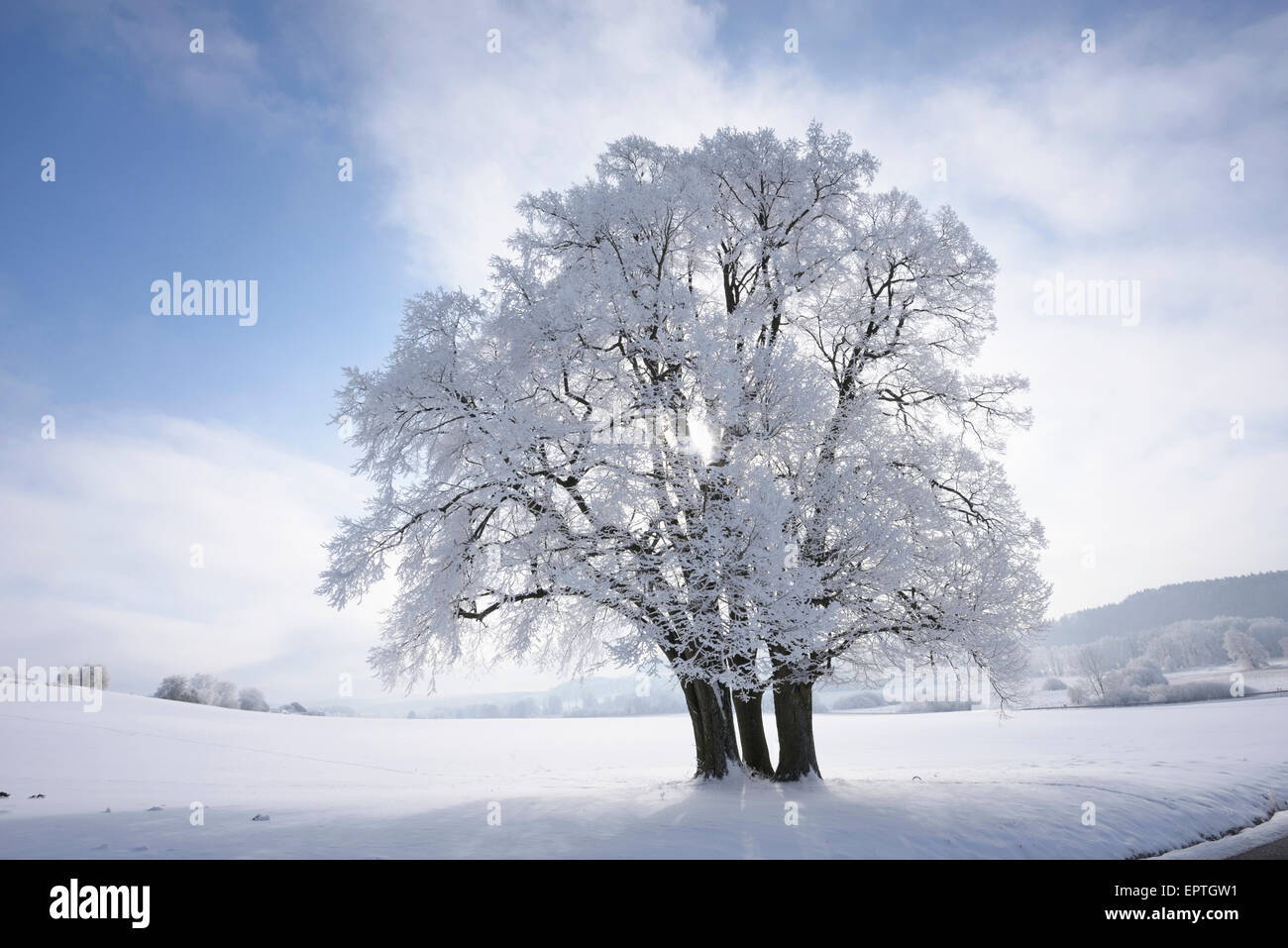 Landscape with Frozen Silver Lime (Tilia tomentosa) on Sunny Day in Winter, Upper Palatinate, Bavaria, Germany Stock Photo