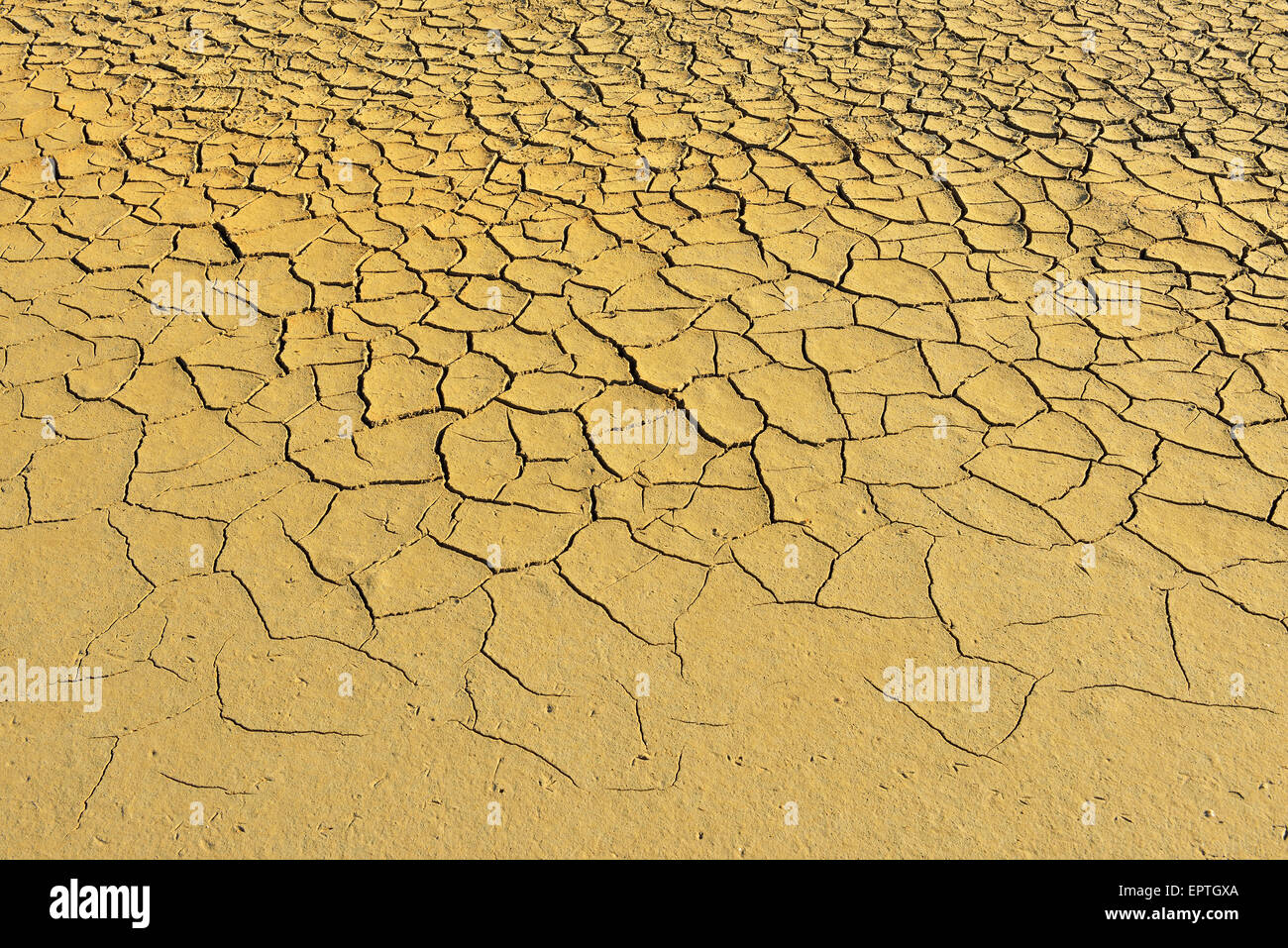 Cracked Dry Ground, Digue a la Mer, Camargue, Bouches-du-Rhone, Provence-Alpes-Cote d'Azur, France Stock Photo