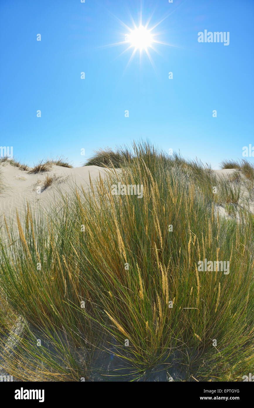 Close-up of Dune Grass with Sun, by Mediterranean Sea, Saintes-Maries-de-la-Mer, Camargue, Provence-Alpes-Cote d'Azur, France Stock Photo