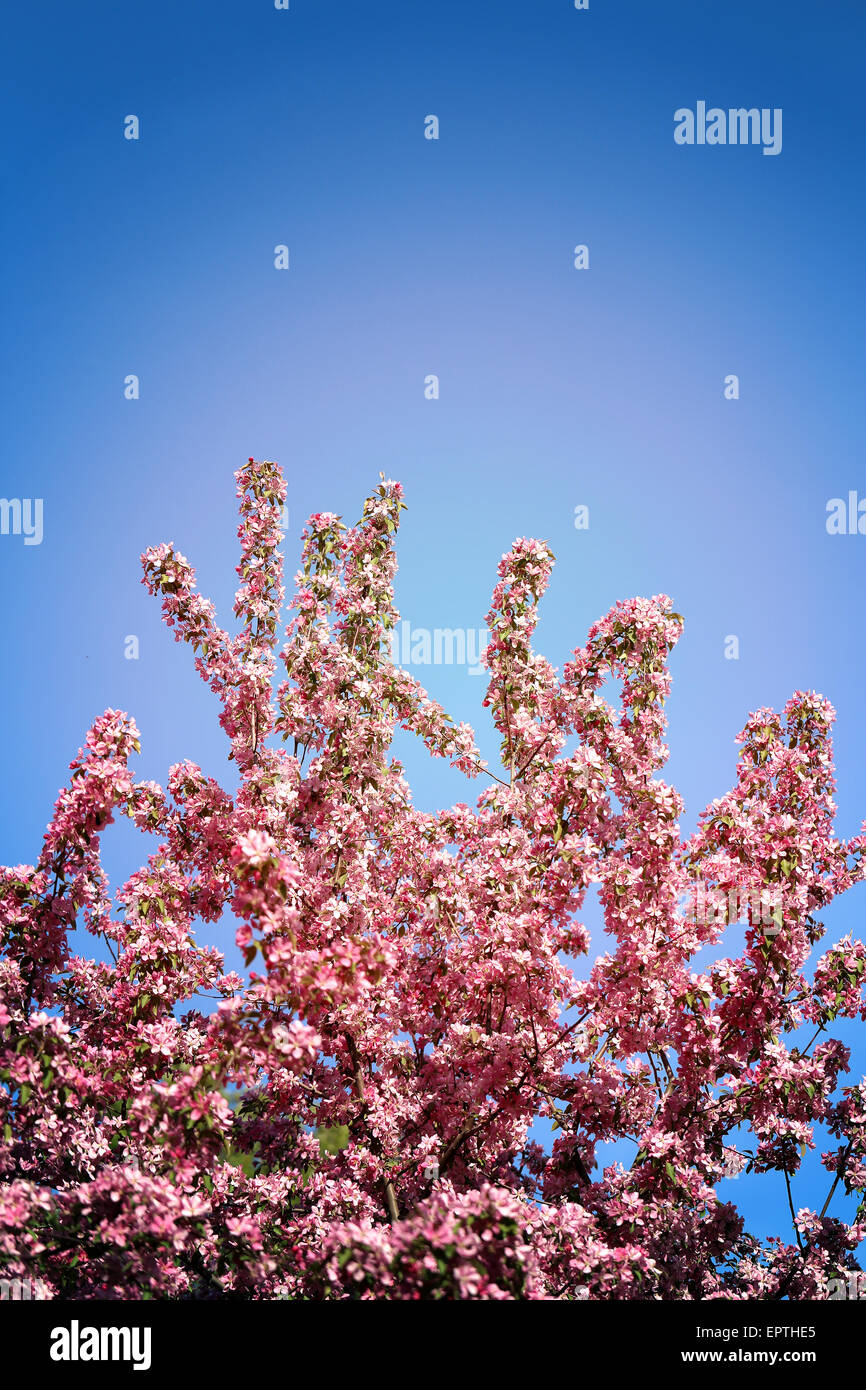 Photo Beautiful spring flowering tree with beautiful flowers Stock ...