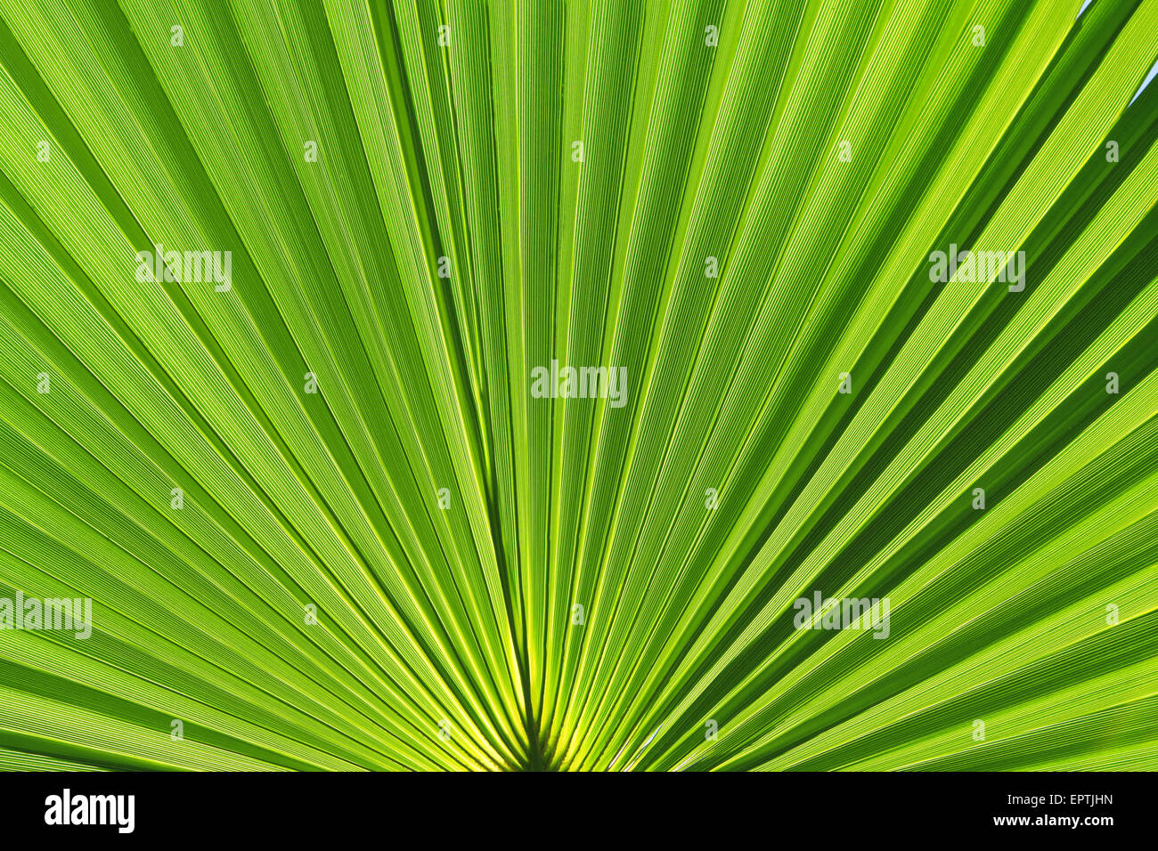 Green palm leaf Stock Photo Alamy