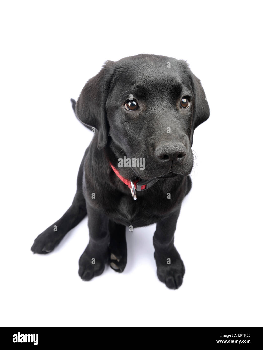 Cute black Labrador Retriever puppy looking up cut out isolated on white background Stock Photo