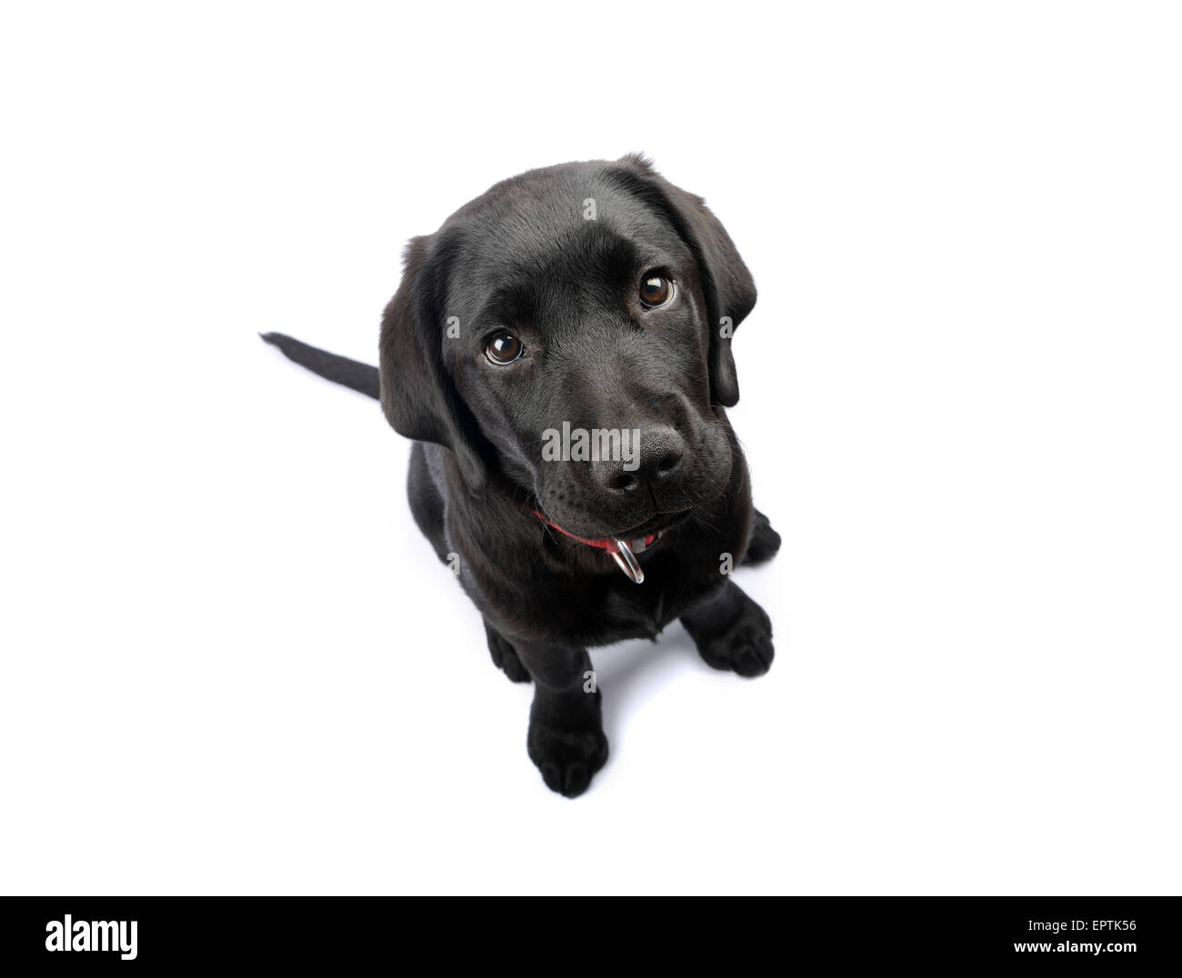 Cute black Labrador Retriever puppy looking up cut out isolated on white background Stock Photo