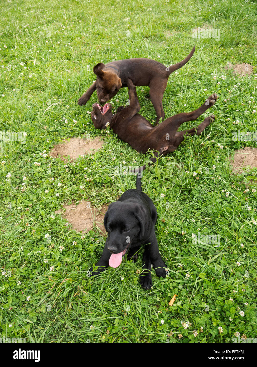 Two chocolate labrador retrievers puppies play fighting while a black