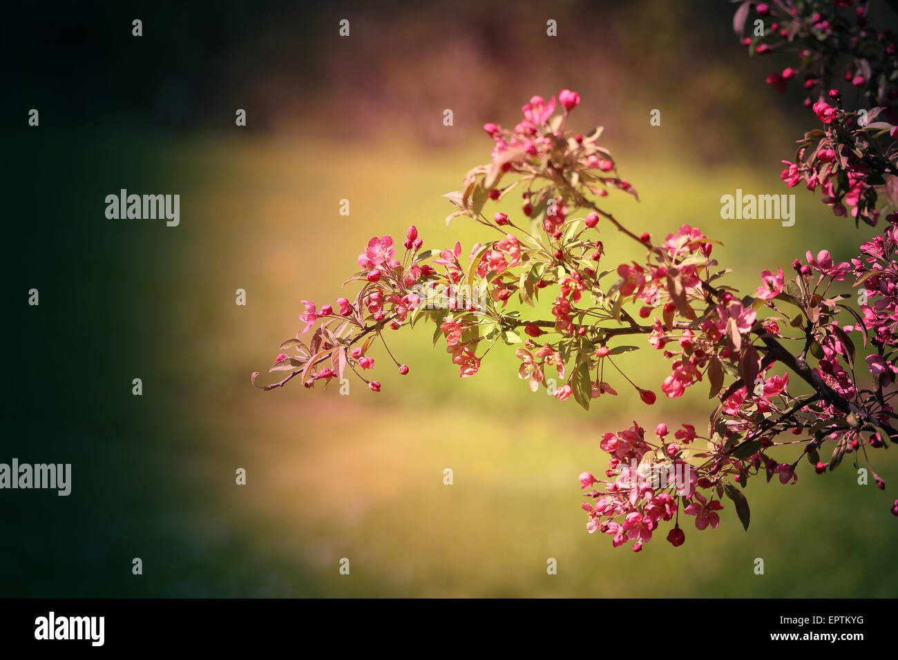 Beautiful white flowering tree hi-res stock photography and images - Alamy