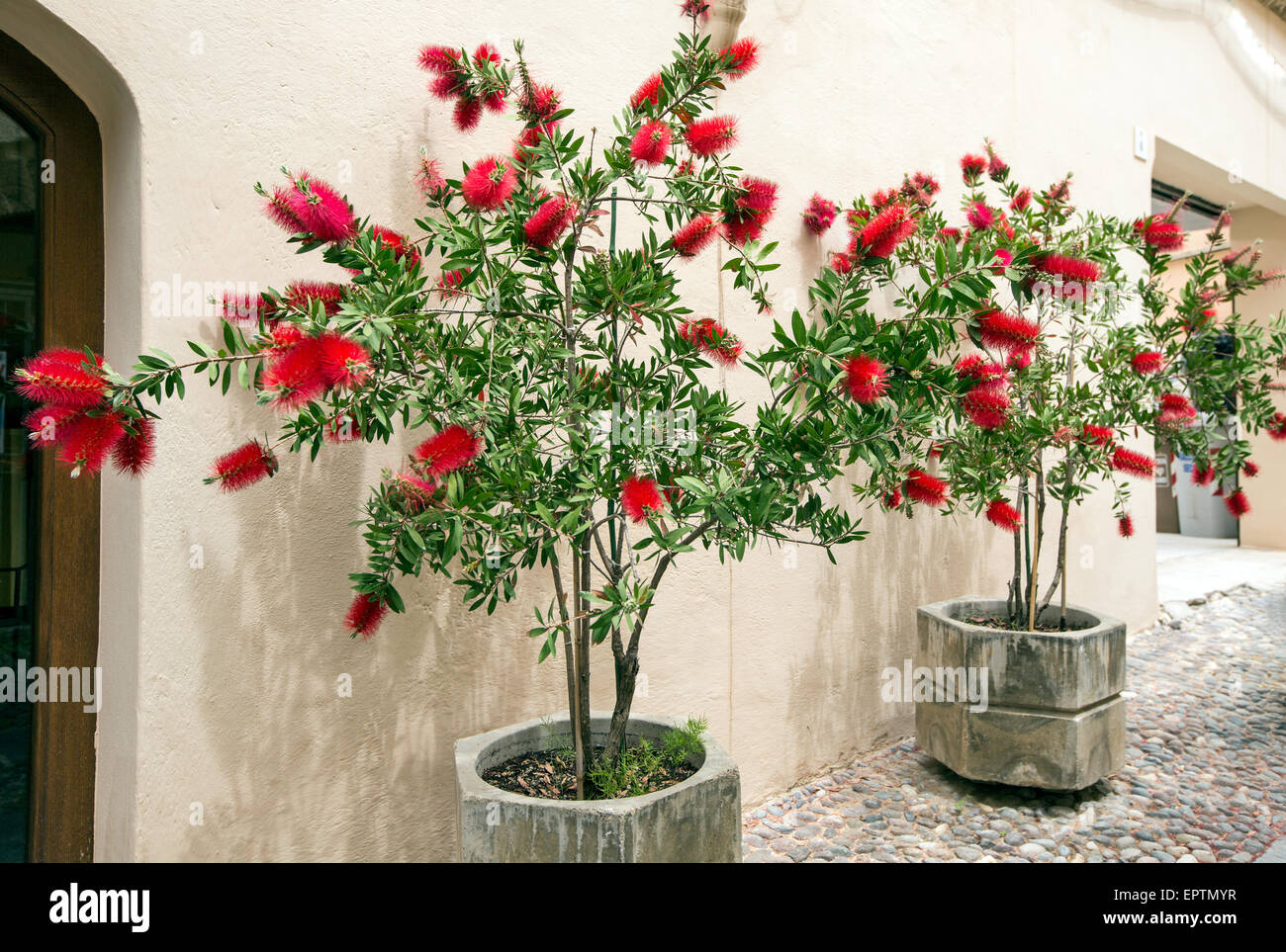 Callistemon Bottle Brush Plant In Alghero Sardinia Stock Photo