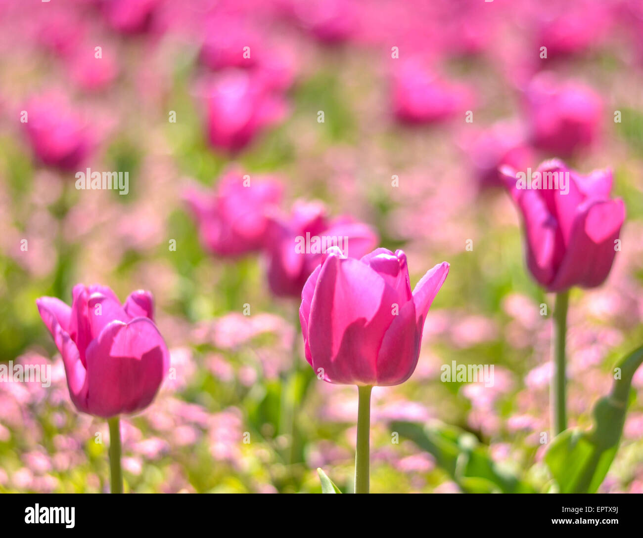 Field of pink tulips Stock Photo - Alamy