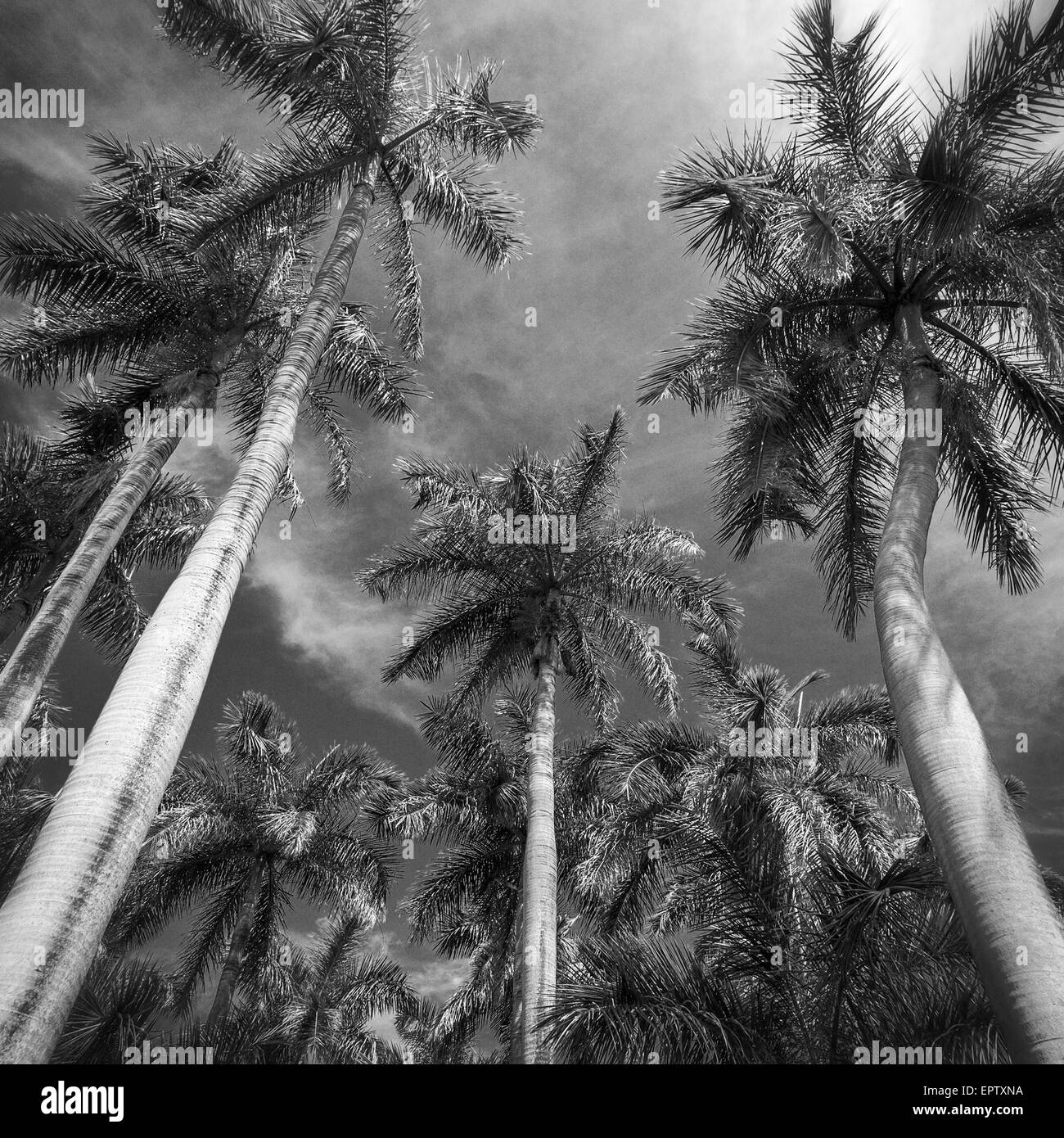 Looking up at palm trees in Nicaragua Stock Photo