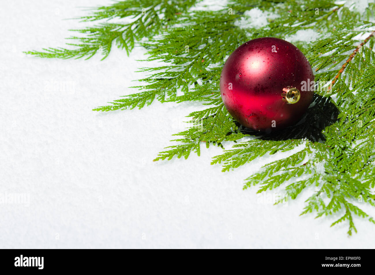 Border with a red Christmas ball on cedar greens room for text Stock Photo