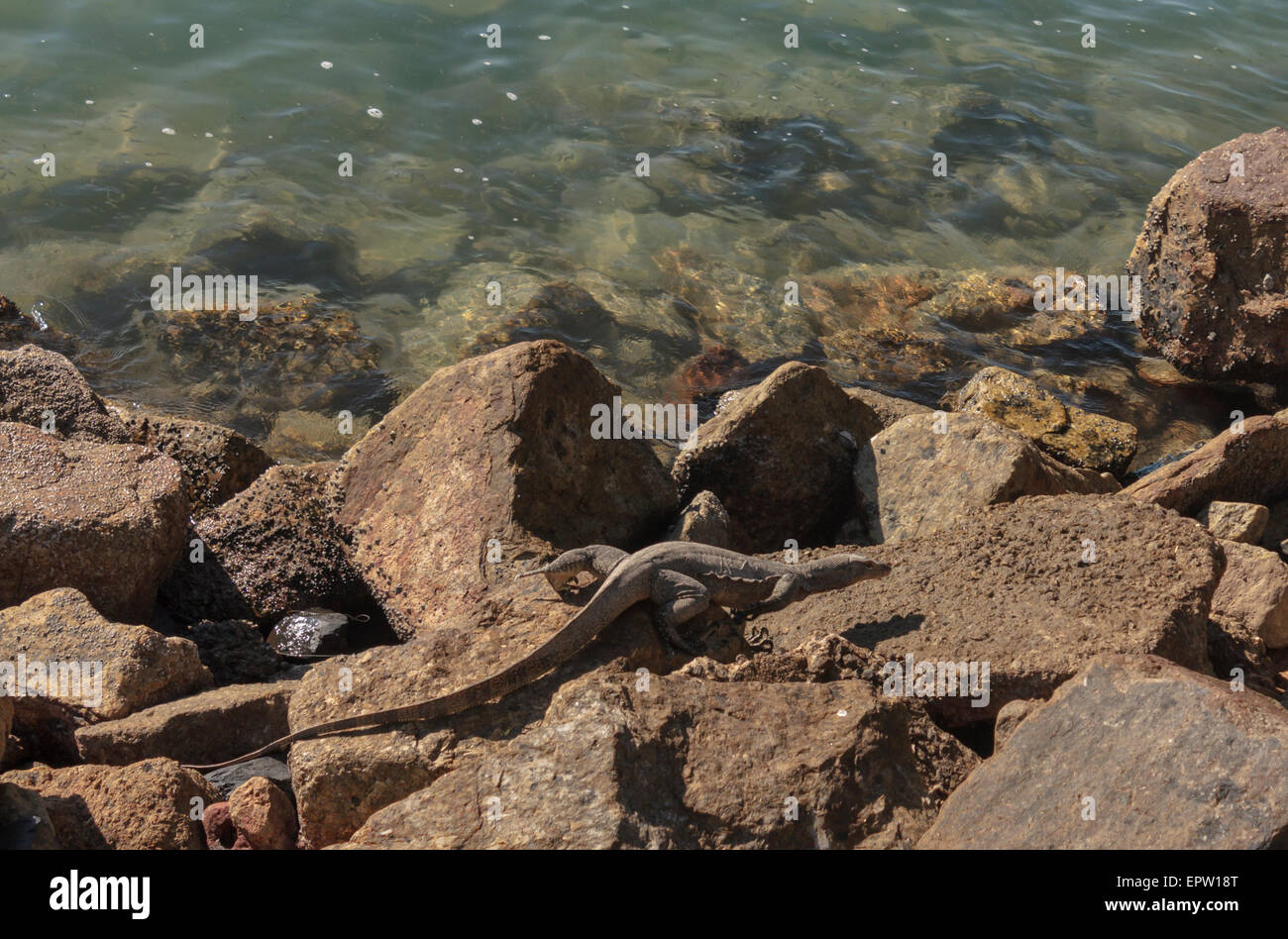 The monitor lizard hunting for food at the beach Stock Photo Alamy
