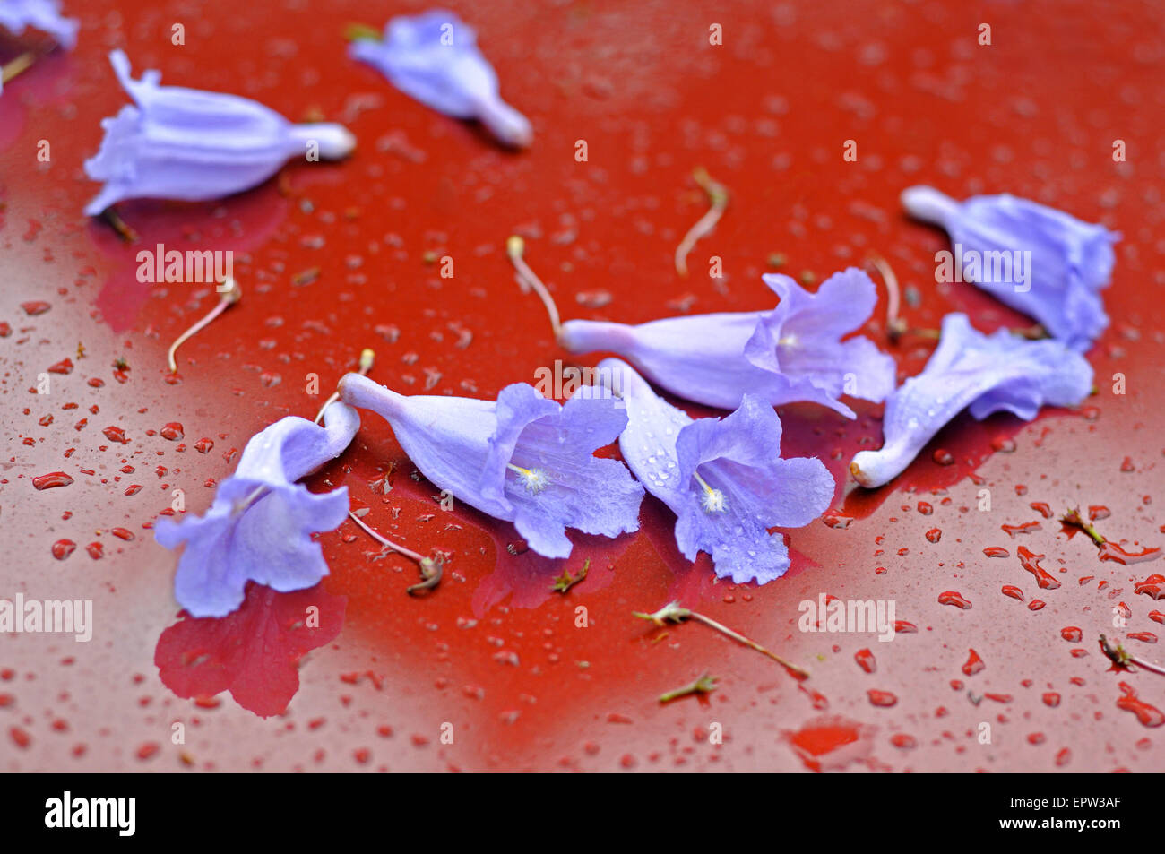 Jacaranda blossoms on red car in the rain in the springtime Stock Photo