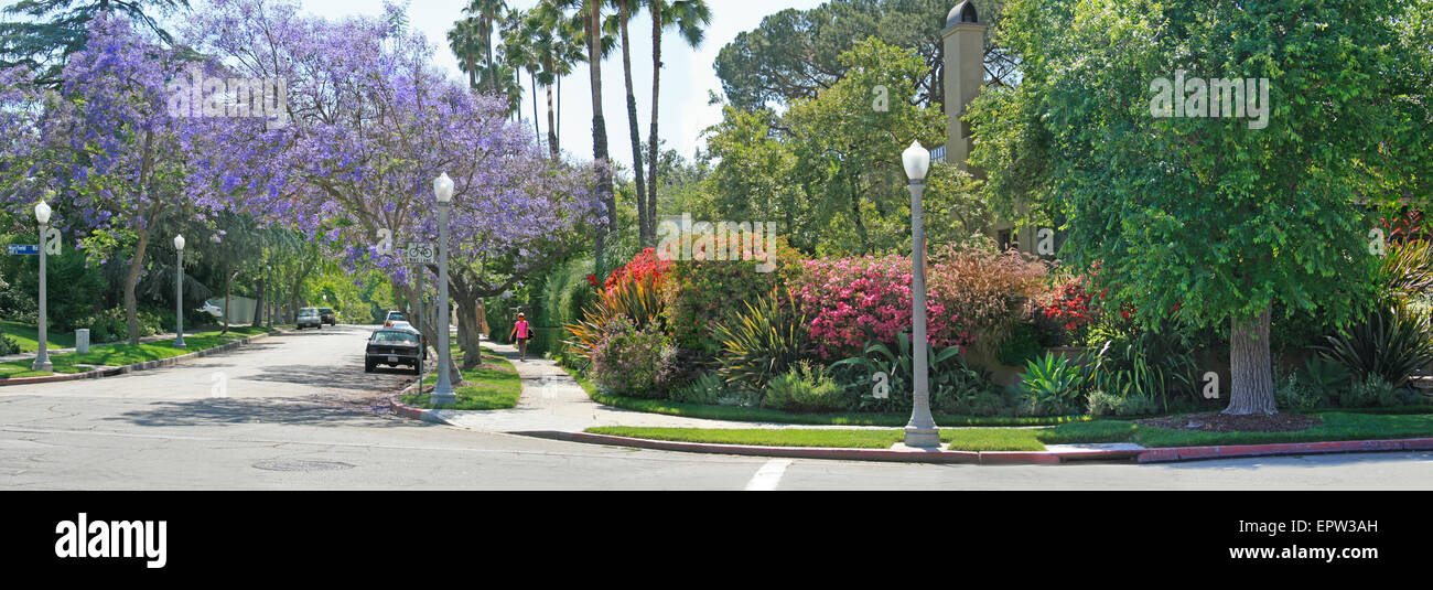 Jacarandas and bougainvilleas bloom on Fourth and Muirfield in Los Angeles in springtime. Stock Photo