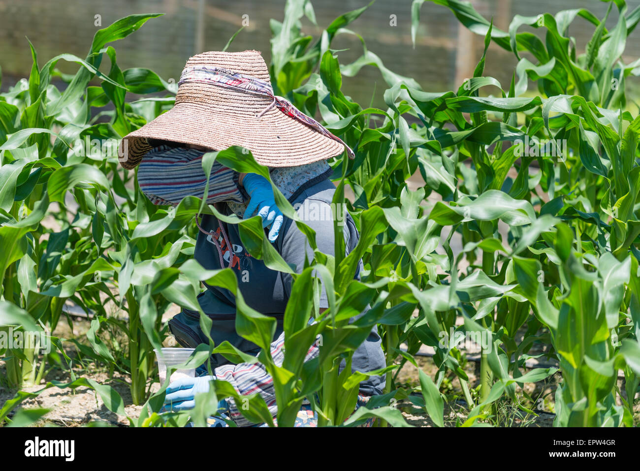 An elderly Japanese woman working in her field growing corn. Stock Photo