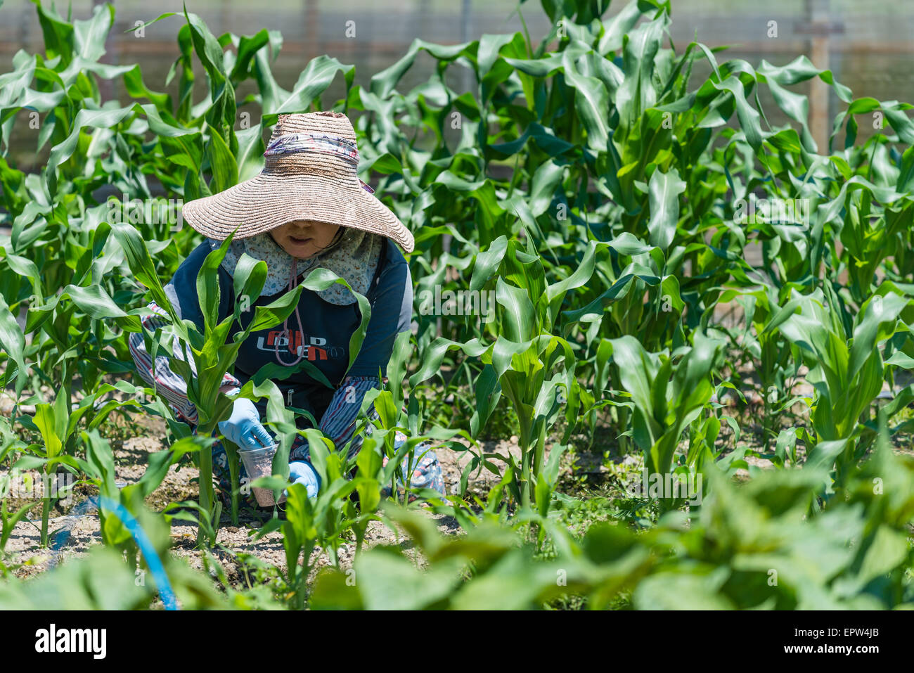 An elderly Japanese woman working in her field growing corn. Stock Photo