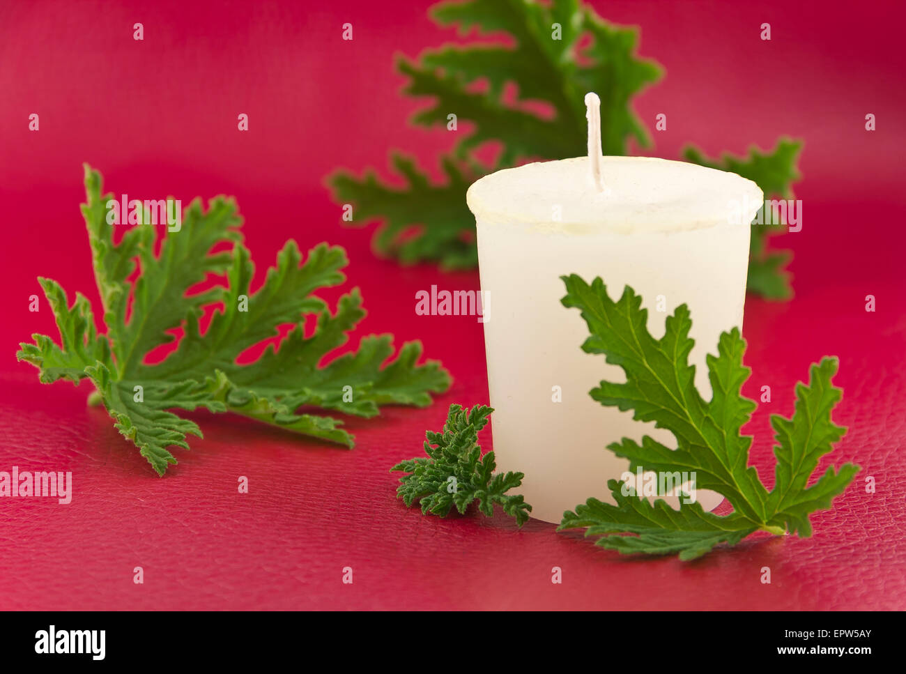 Citronella plant leaves with a citronella candle, no mosquitos Stock