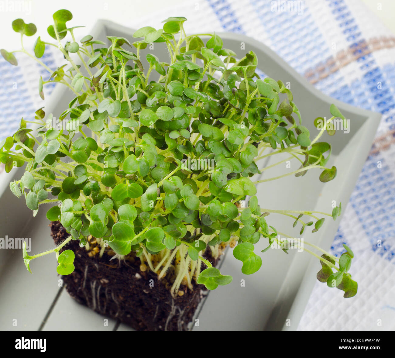 Watercress edible fresh herb hi-res stock photography and images - Alamy