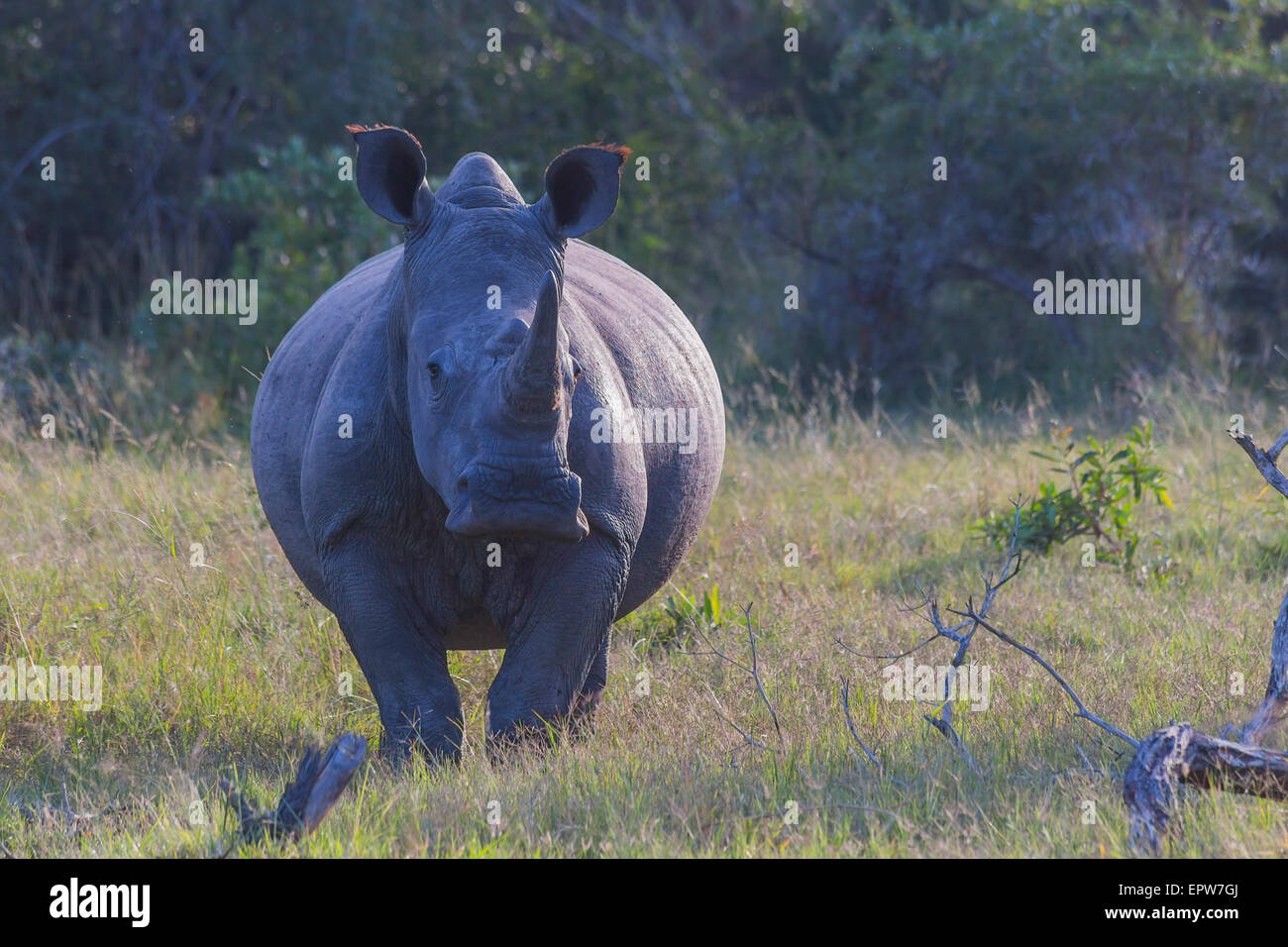 Alert rhino in the bush in the early morning light Stock Photo