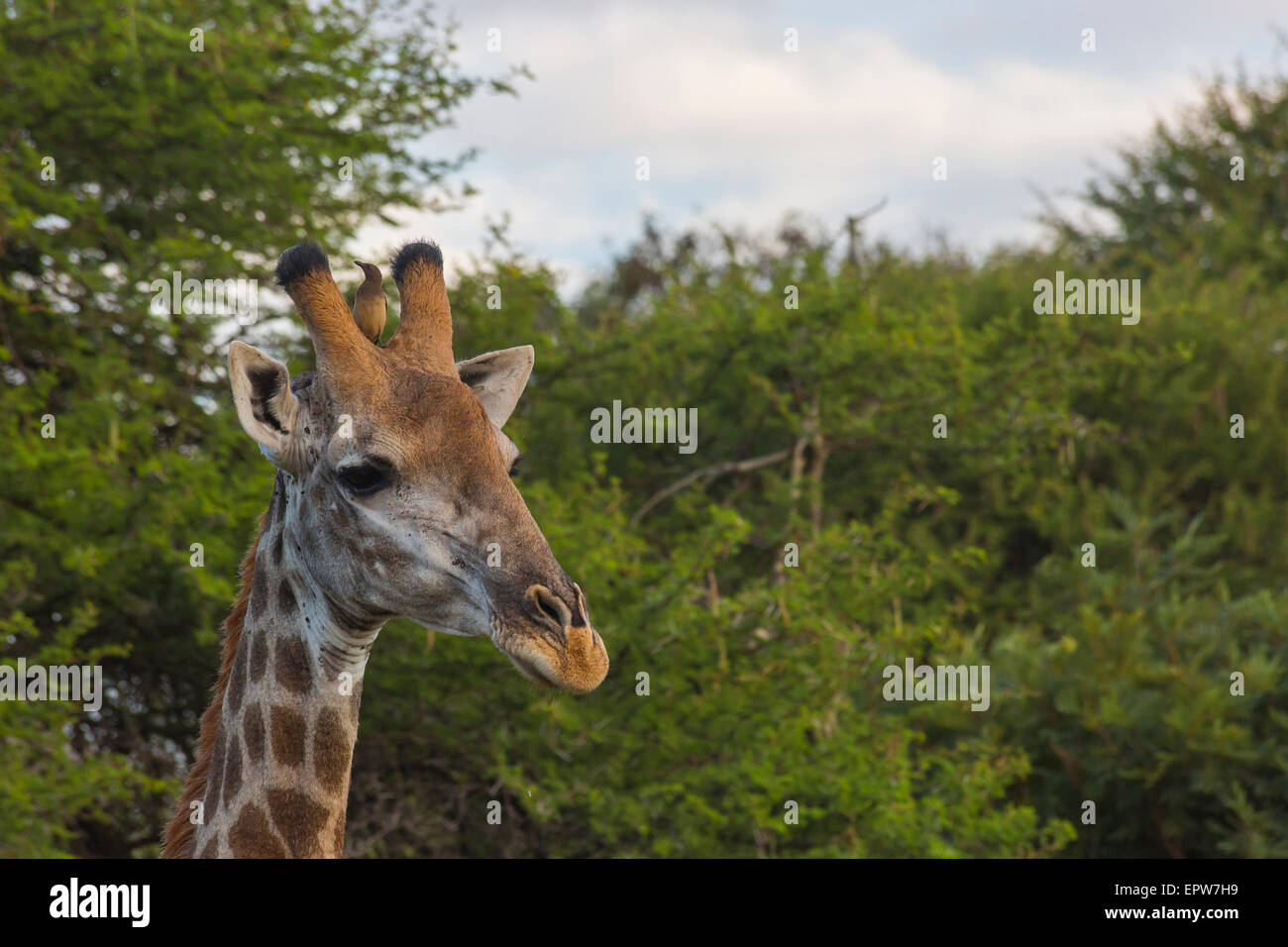 Giraffe close up in the bush Stock Photo