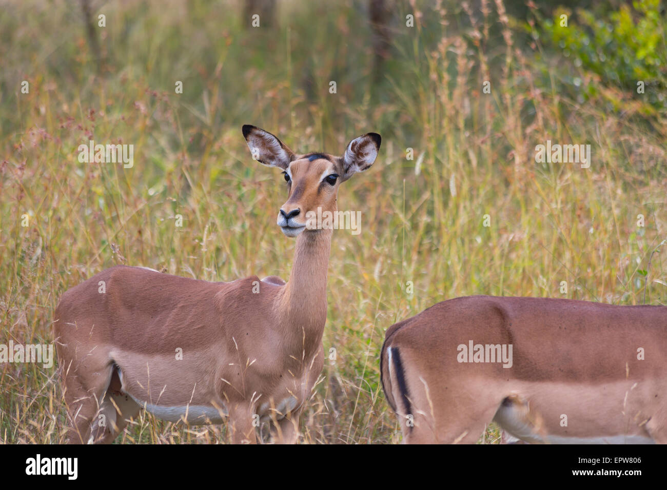 Long horns impala hi-res stock photography and images - Alamy