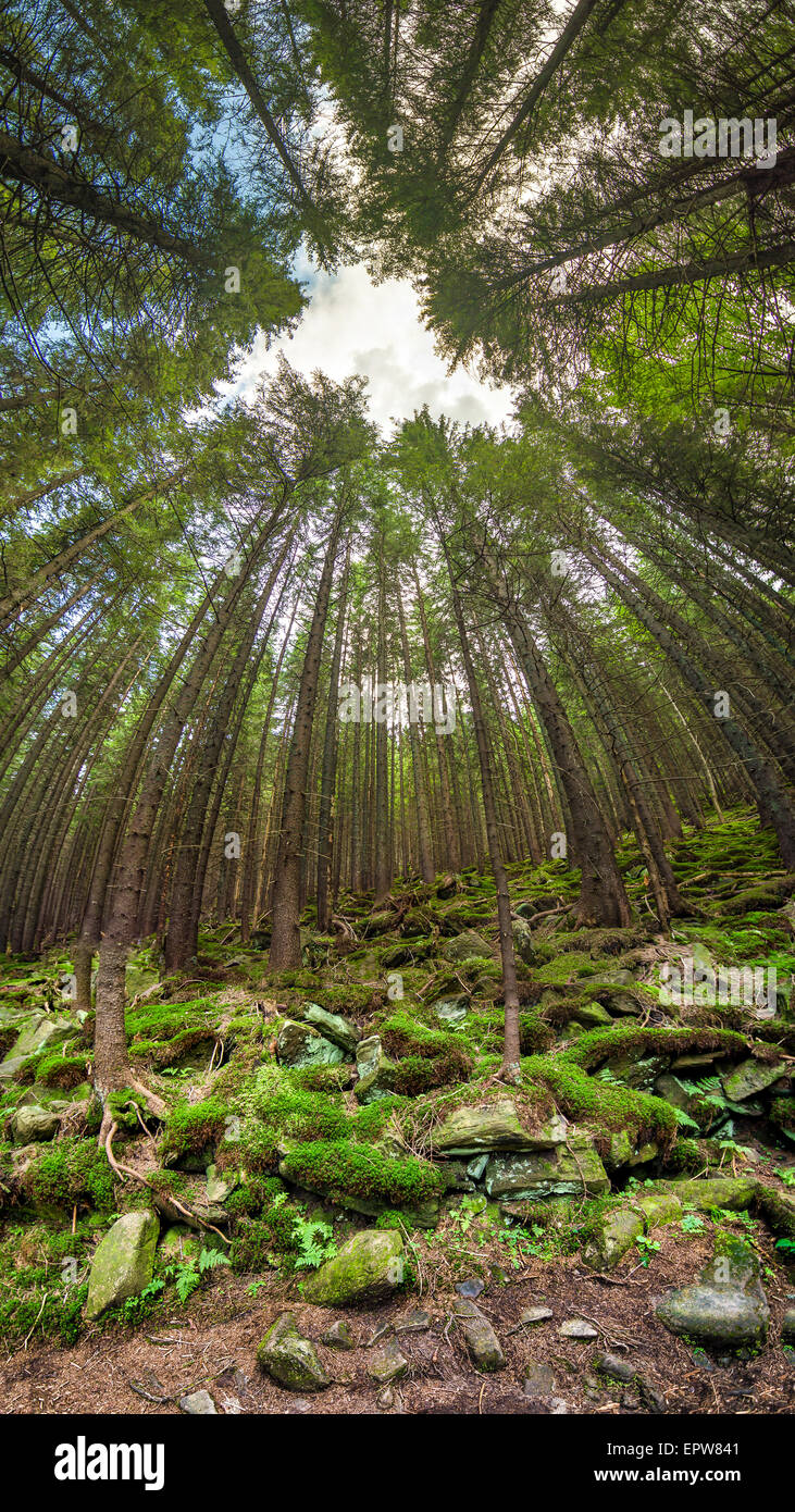 Rainforest overhead hires stock photography and images Alamy