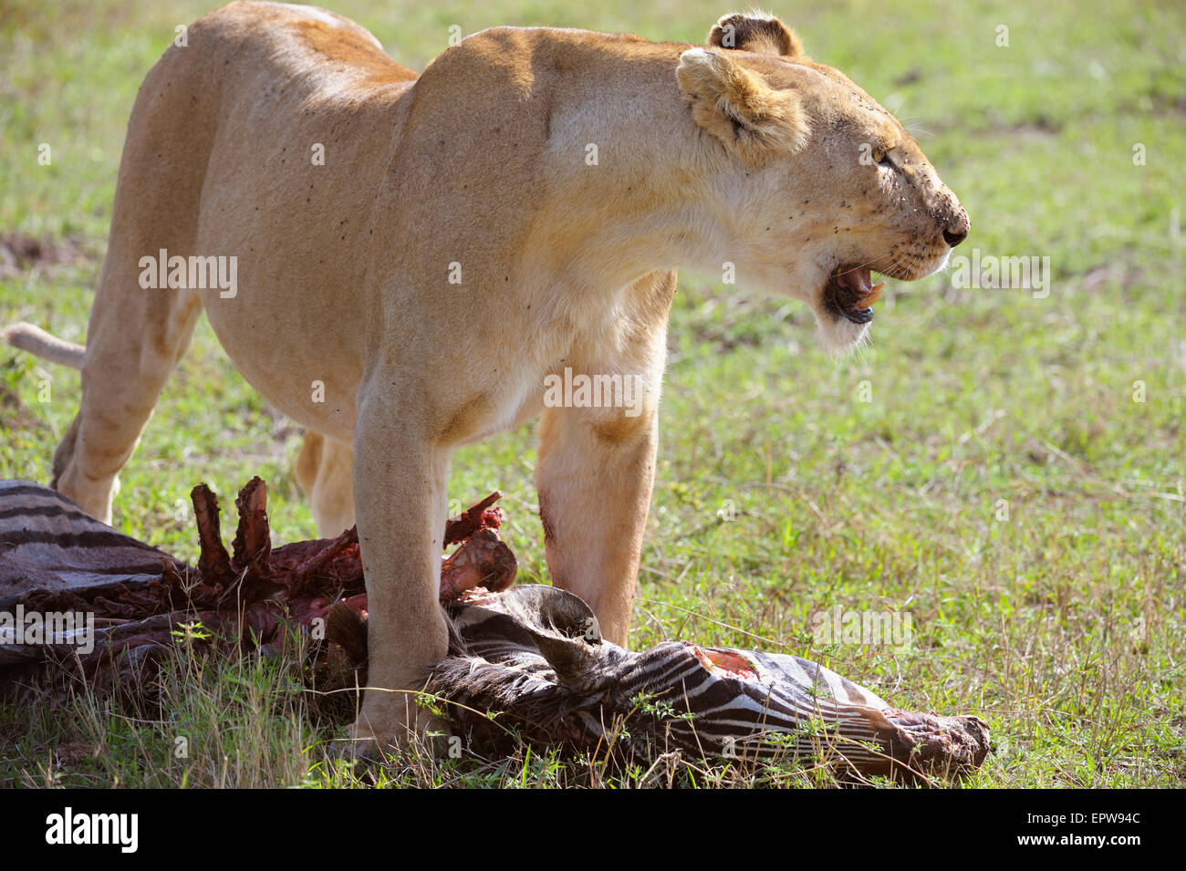 Lioness (Panthera leo) with a zebra carcass, Maasai Mara National Reserve, Kenya Stock Photo