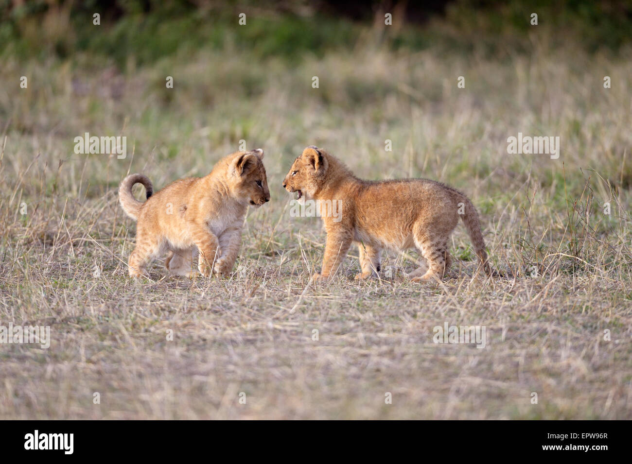 Lions (Panthera leo), playing cubs, Masai Mara National Reserve, Kenya Stock Photo