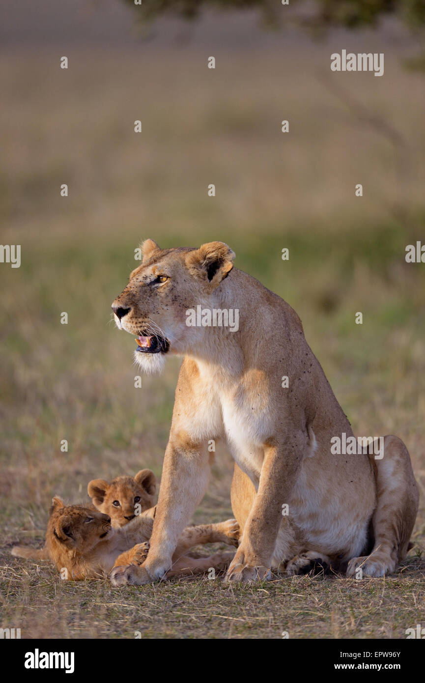Lioness (Panthera leo) with cubs, Masai Mara National Reserve, Kenya ...