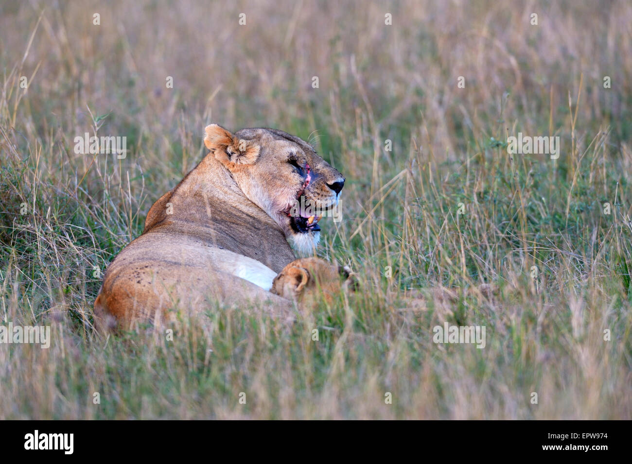 Lioness (Panthera leo) with scarred face suckling her cub, Masai Mara National Reserve, Kenya Stock Photo