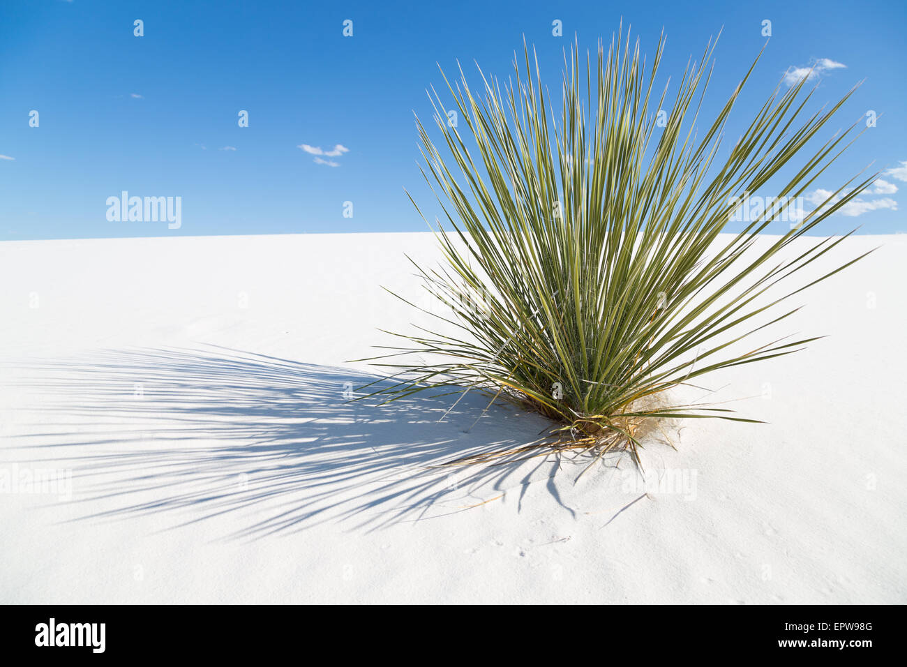 Soaptree (Yucca elata) on white sand dune, White Sands National Monument, Alamogordo, New Mexico, USA Stock Photo