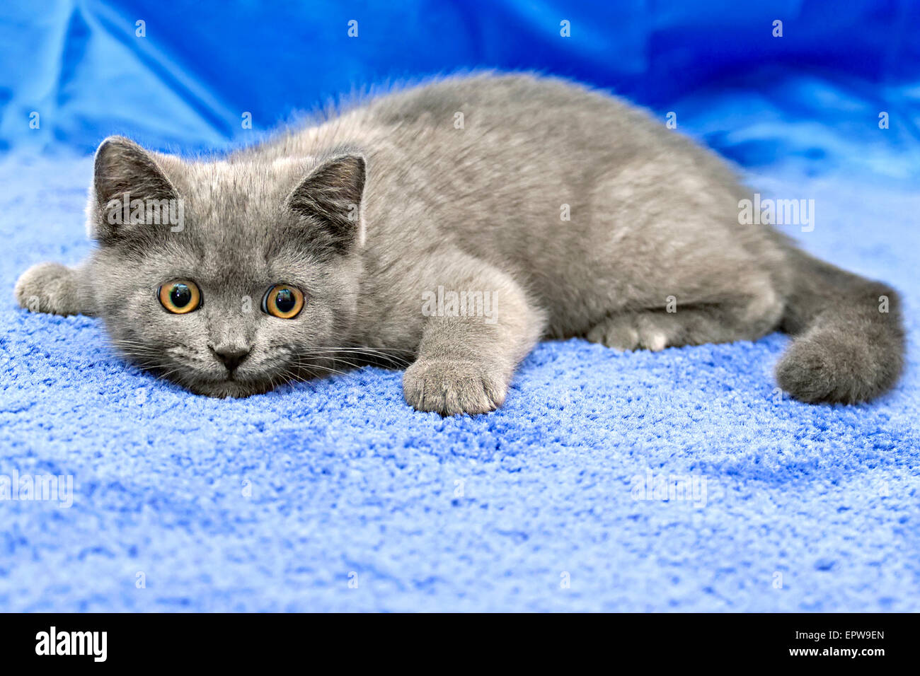 British breed kitten smoky-gray color while playing Stock Photo