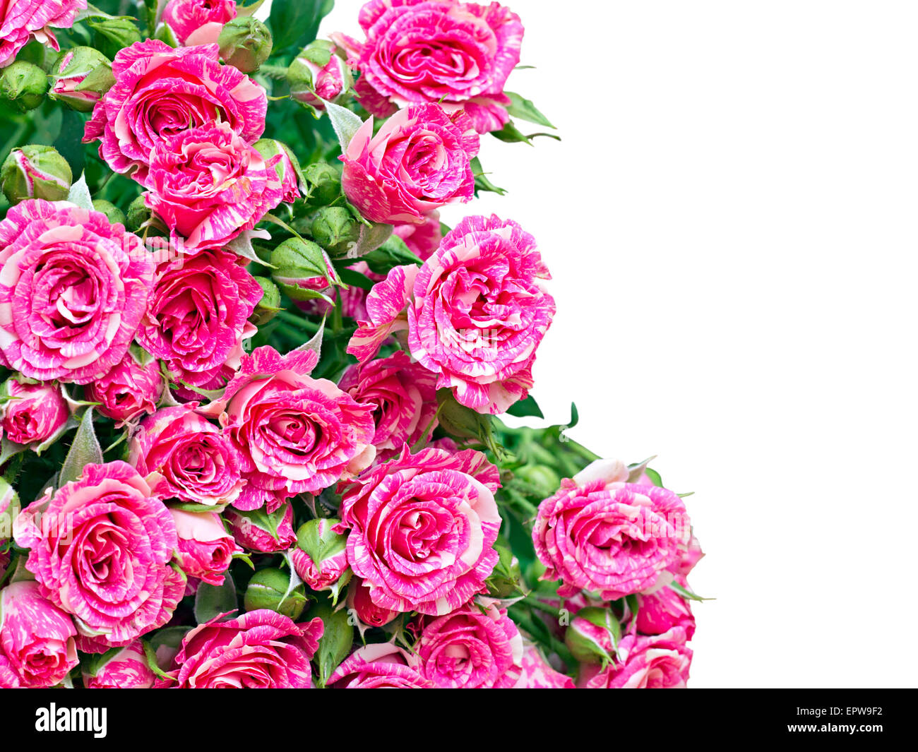 bouquet of pink roses isolated on white background Stock Photo - Alamy