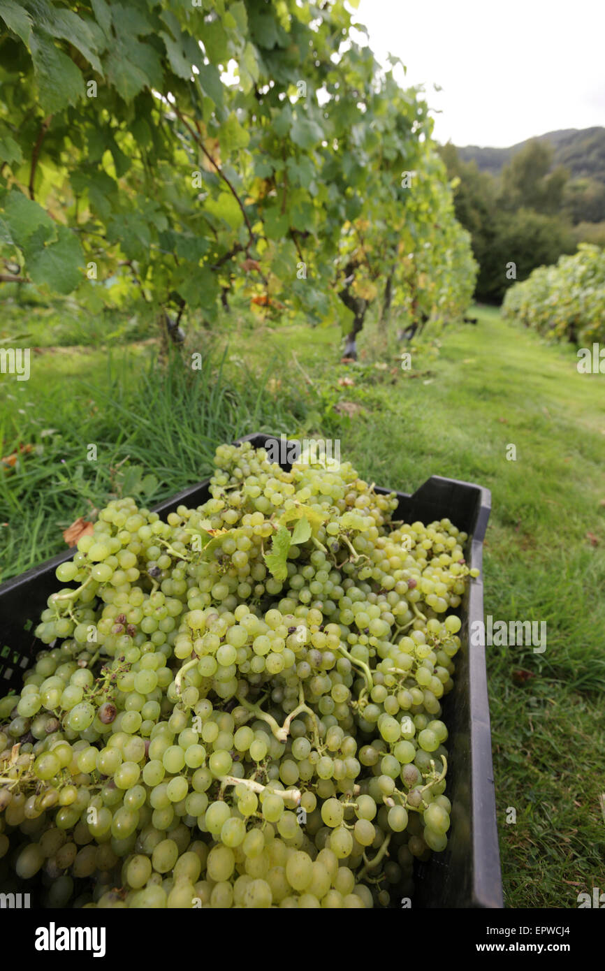 Welsh Wine. Award winning wines and sparkling wines from Parva Farm